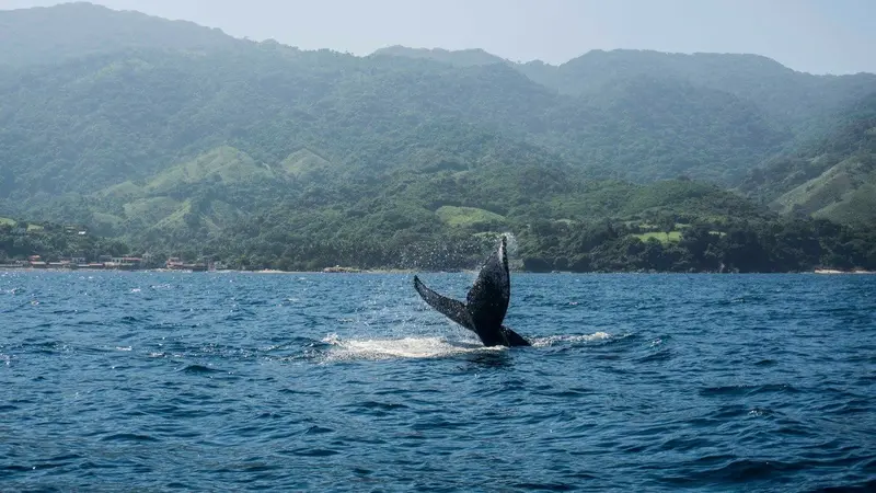 Banderas Bay shoreline