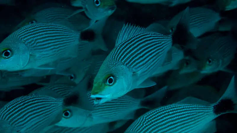 Banderas Bay shoreline